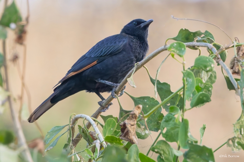 Tristram's Starling