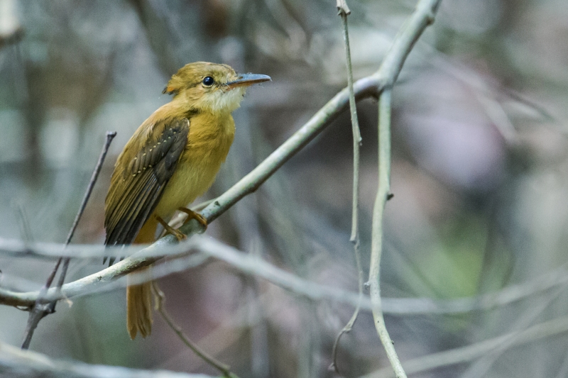 Tropical Royal Flycatcher