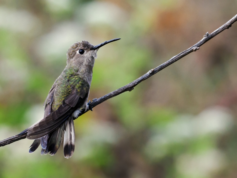 Tumbes Hummingbird