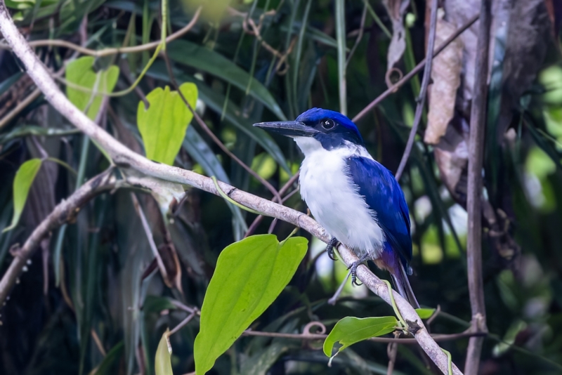 Ultramarine Kingfisher