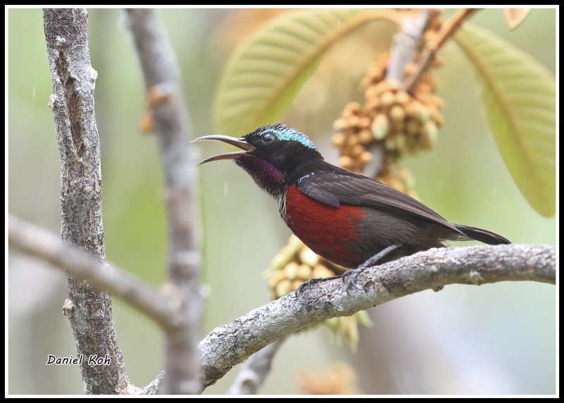 Van Hasselt's Sunbird