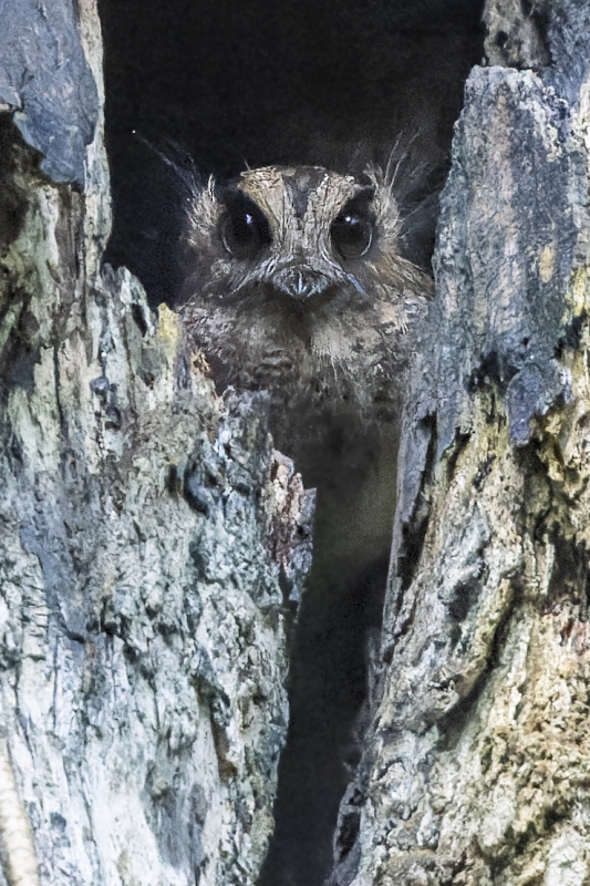 Vogelkop Owlet-nightjar