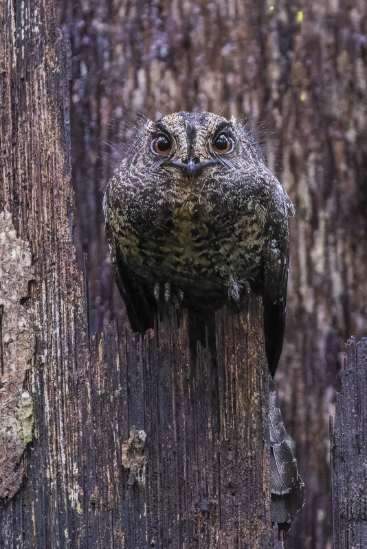 Wallace's Owlet-nightjar