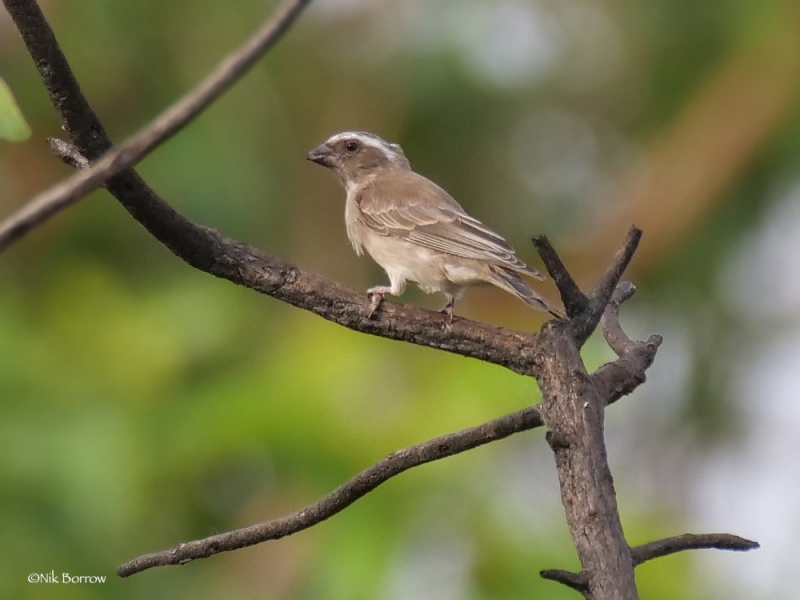 West African Seedeater