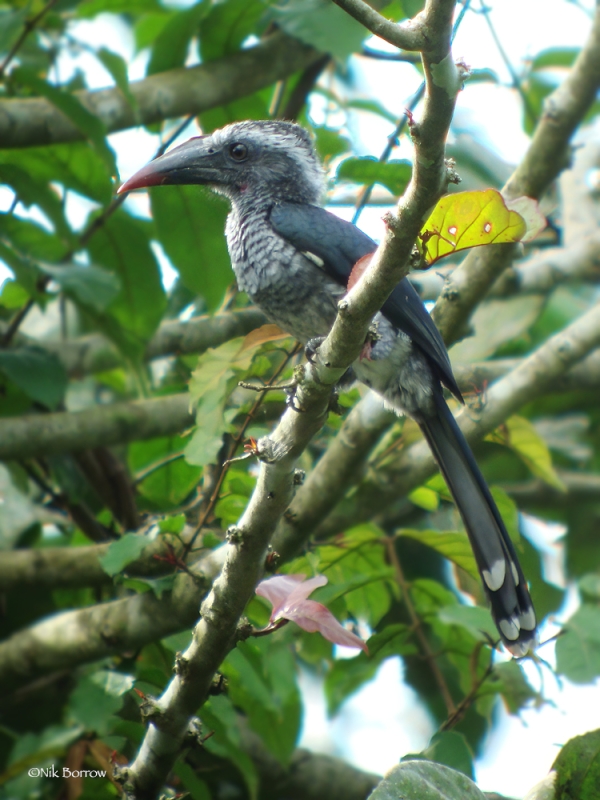 Western Dwarf Hornbill