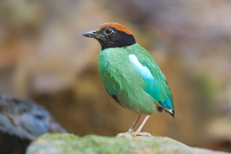 Western Hooded Pitta