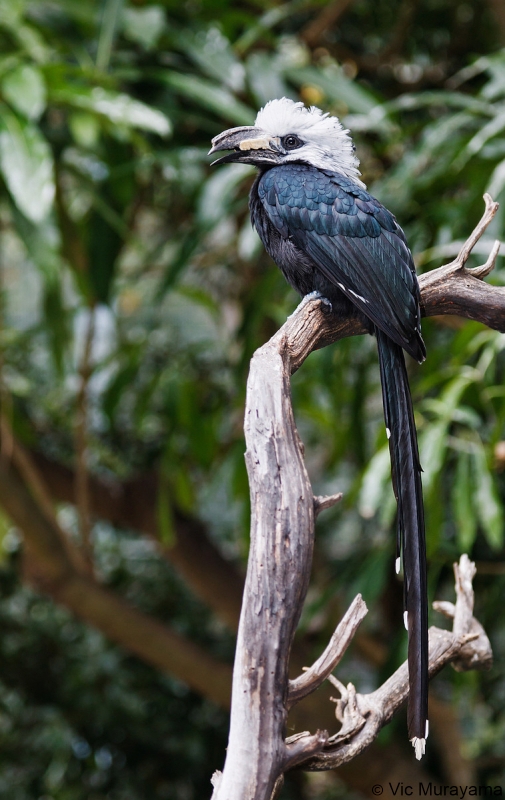 Western Long-tailed Hornbill