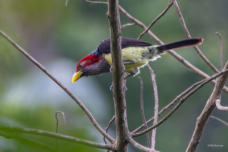Western Yellow-billed Barbet