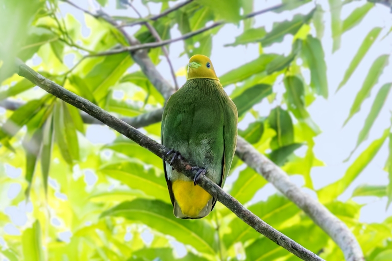 Whistling Dove