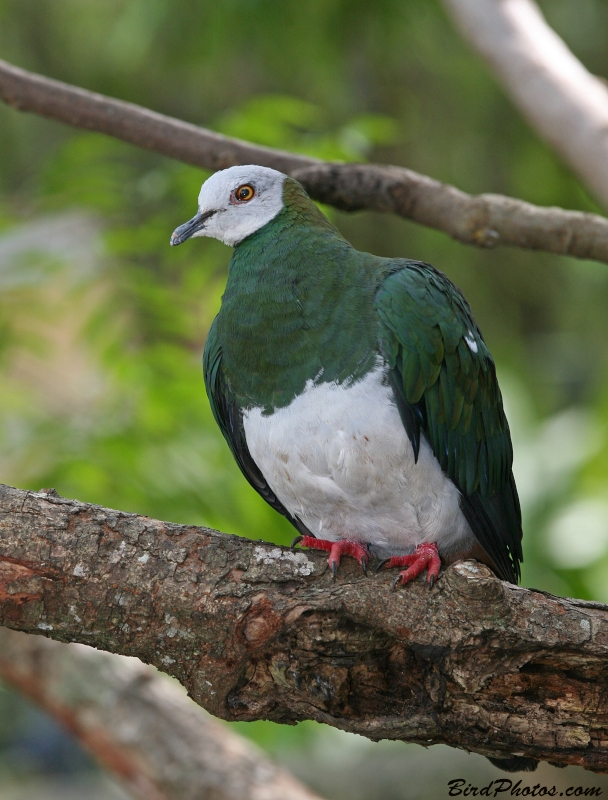 White-bellied Imperial Pigeon