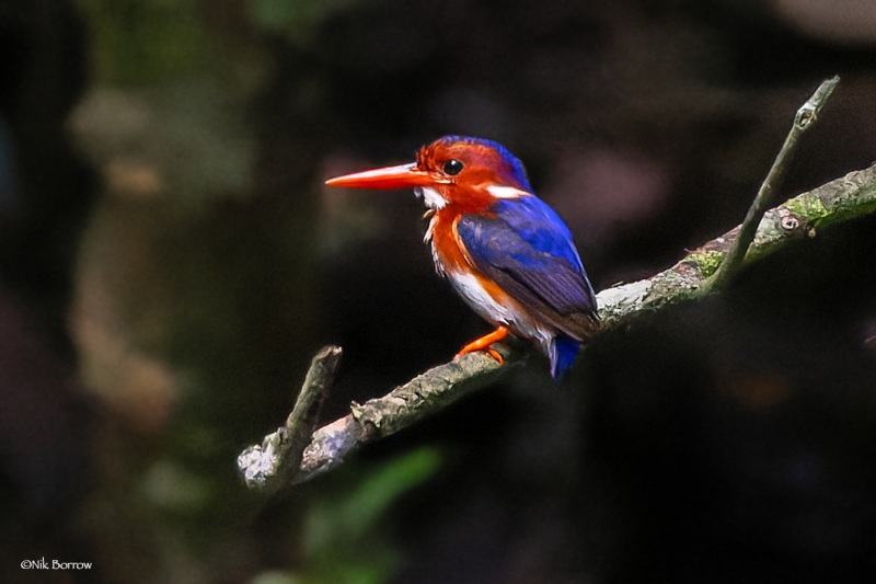 White-bellied Kingfisher