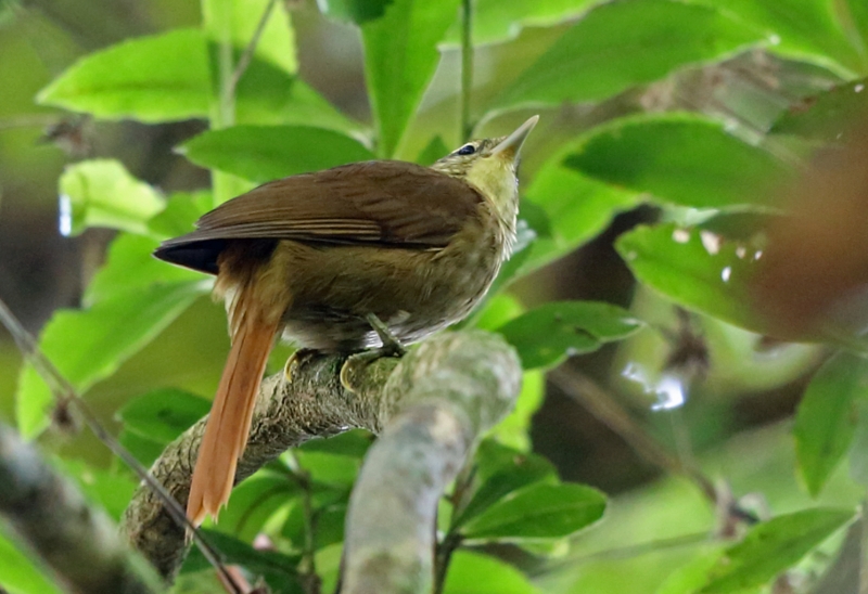 White-browed Foliage-gleaner