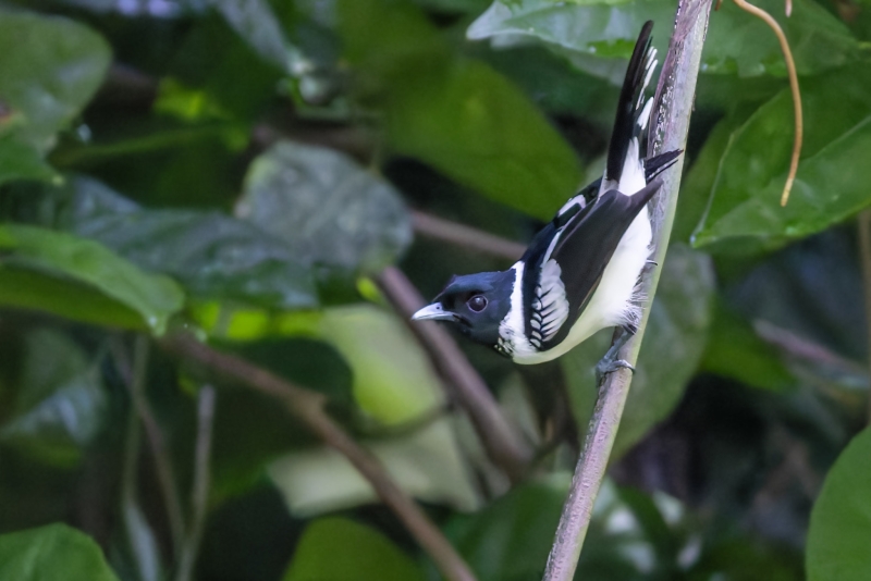 White-collared Monarch