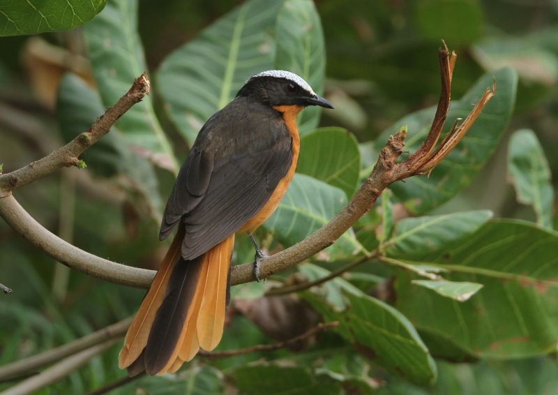 White-crowned Robin-Chat