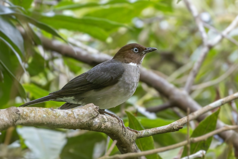 White-eyed Thrush