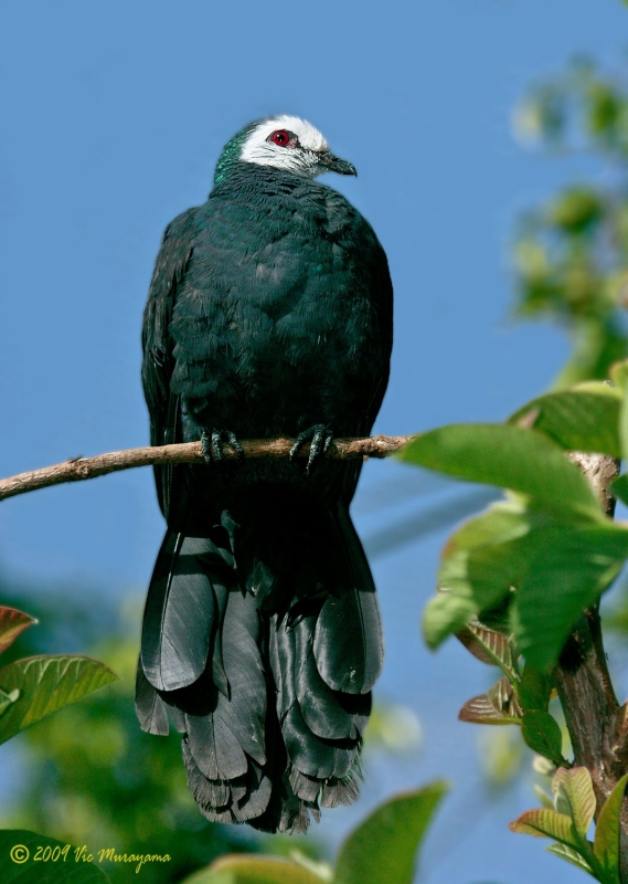White-faced Cuckoo-Dove