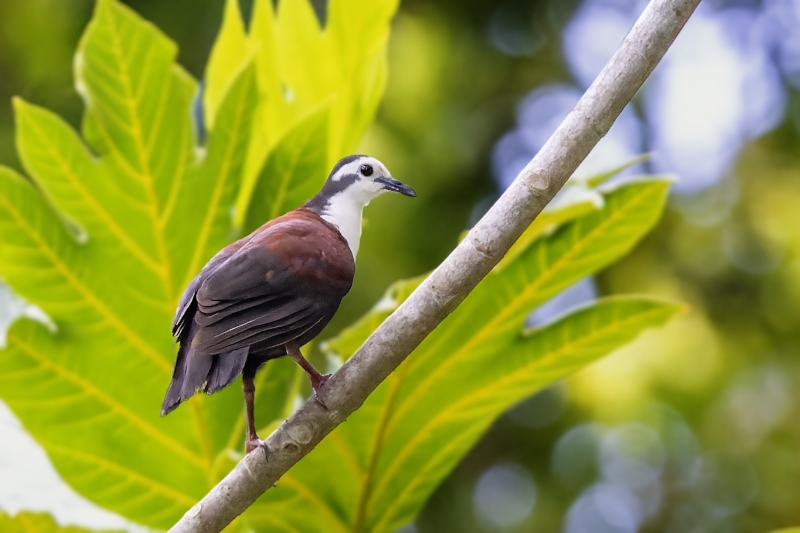 White-fronted Ground Dove