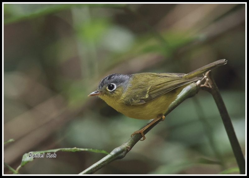White-spectacled Warbler