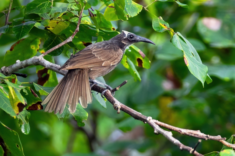 White-streaked Friarbird