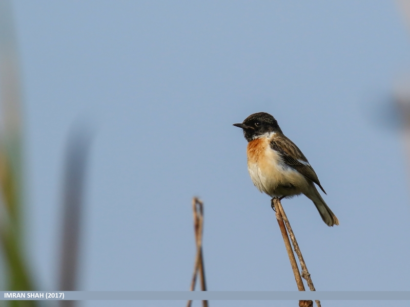 White-tailed Stonechat