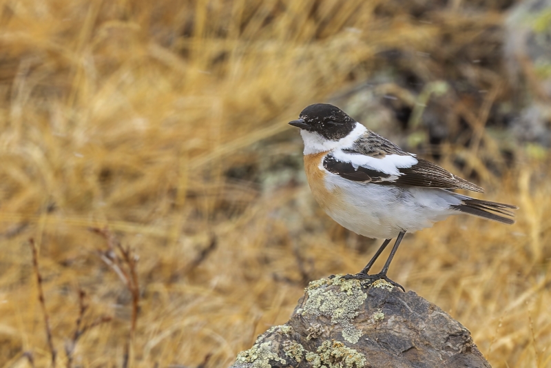 White-throated Bush Chat