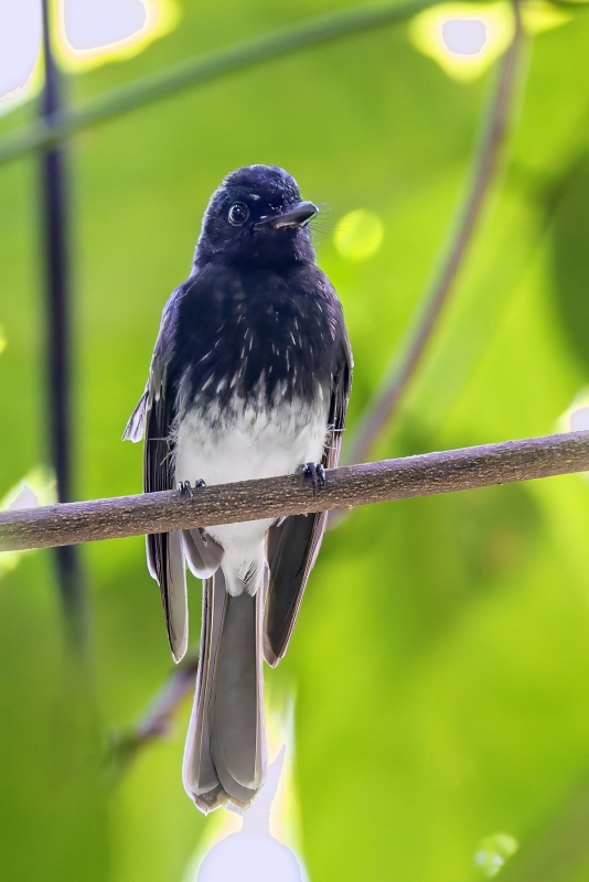 White-winged Fantail