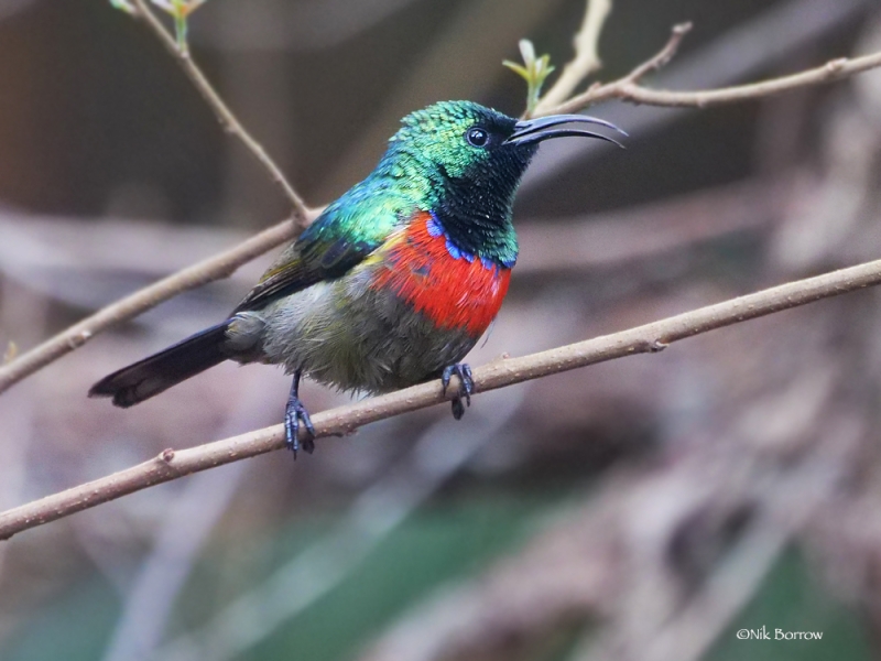 Whyte's Double-collared Sunbird