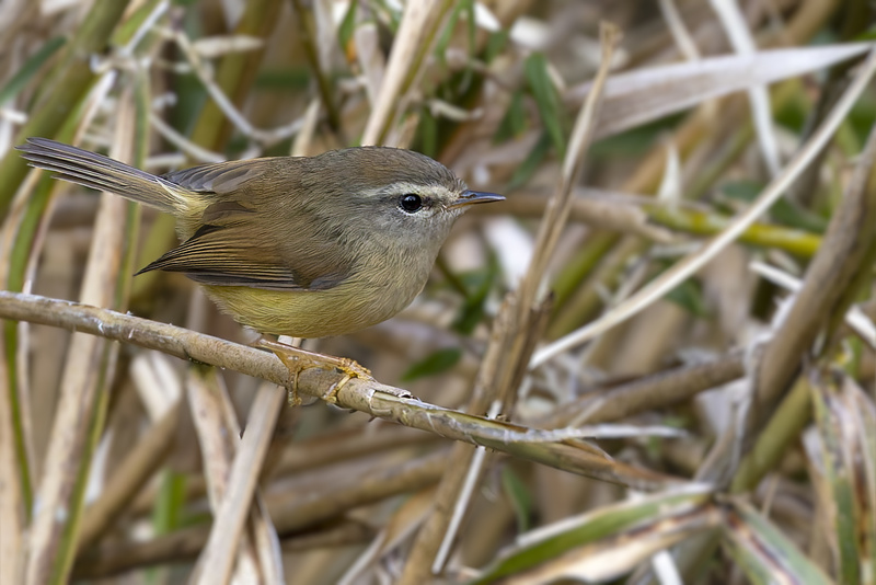 Yellow-bellied Bush Warbler