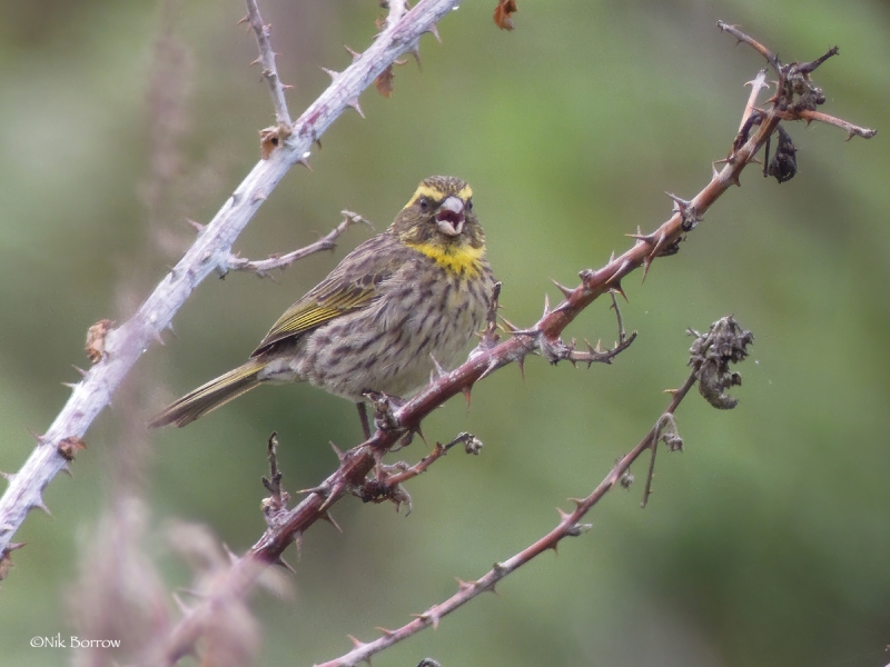 Yellow-browed Seedeater