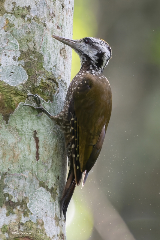 Yellow-crested Woodpecker