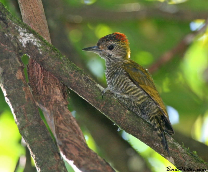Yellow-eared Woodpecker