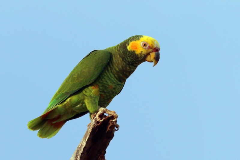 Yellow-faced Parrot