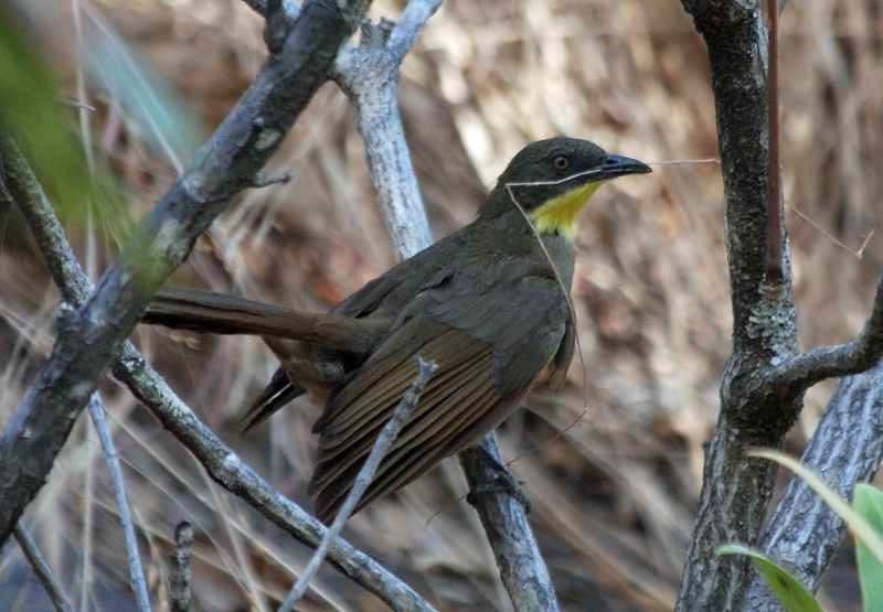 Yellow-gorgeted Greenbul