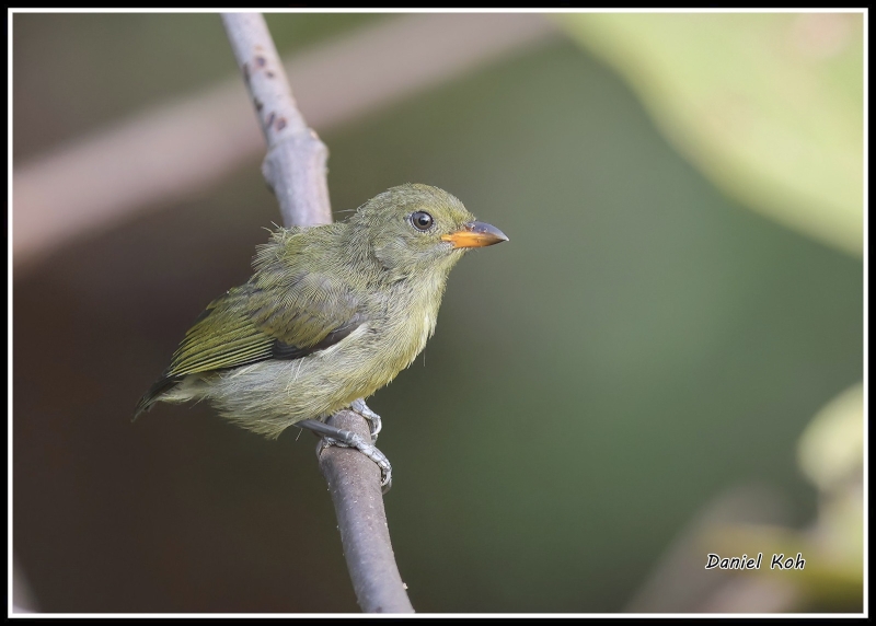 Yellow-rumped Flowerpecker