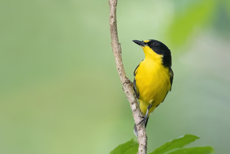 Yellow-throated Fiji Whistler