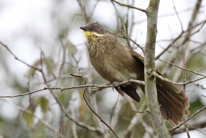 Yellow-throated Mountain Greenbul