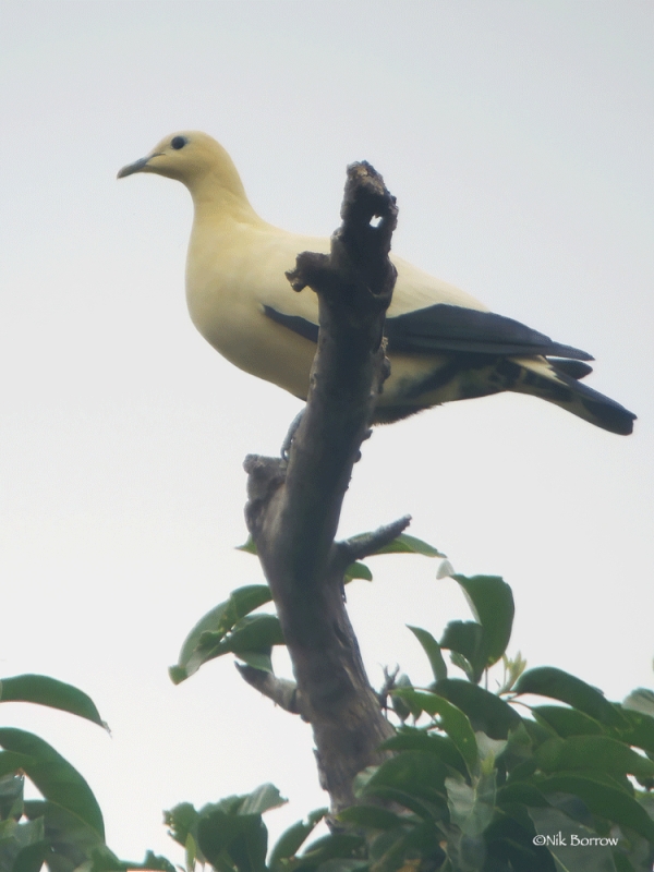 Yellowish Imperial Pigeon