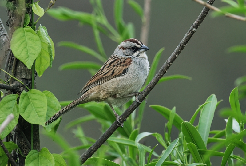 Yungas Sparrow